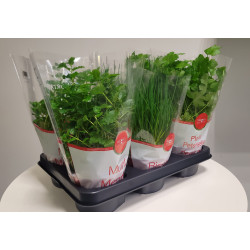 MELANGE HERBES C1 POT X6